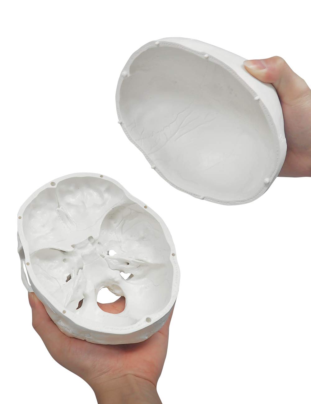 3-Piece Human Skull Anatomical Model
