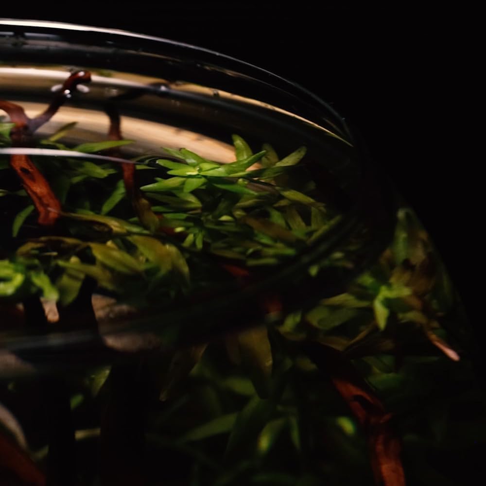 Amtra Crystal Globe 30cm Transparent Fishbowl – 10L Hand‑Blown Glass Aquarium