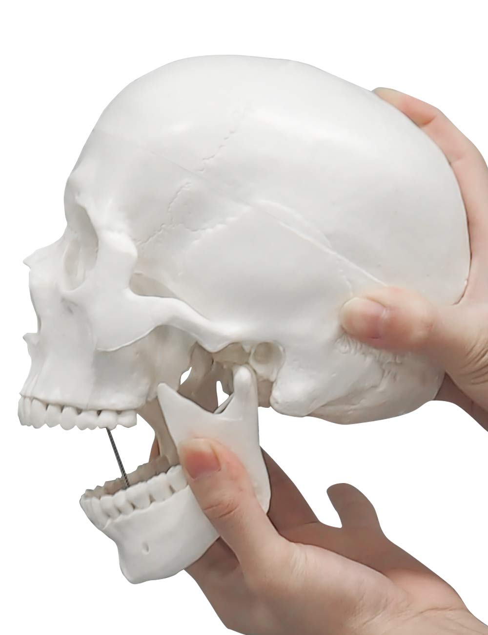 3-Piece Human Skull Anatomical Model
