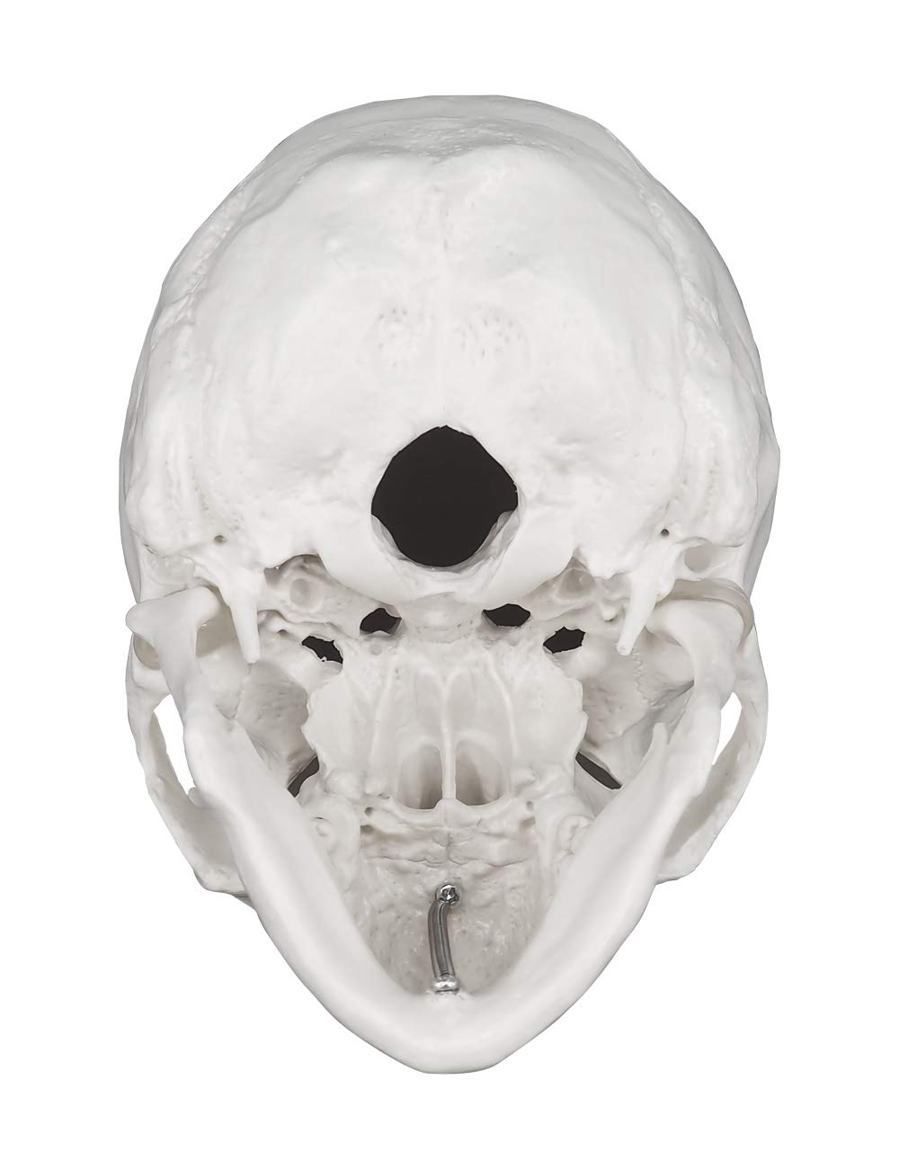 3-Piece Human Skull Anatomical Model