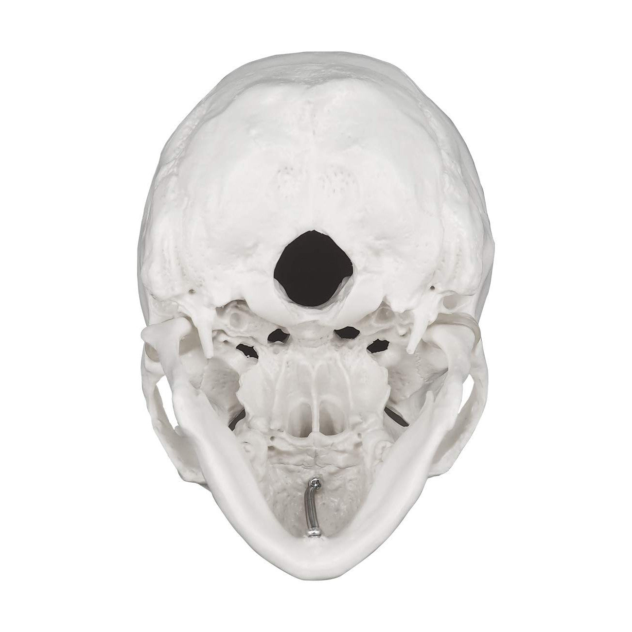 3-Piece Human Skull Anatomical Model