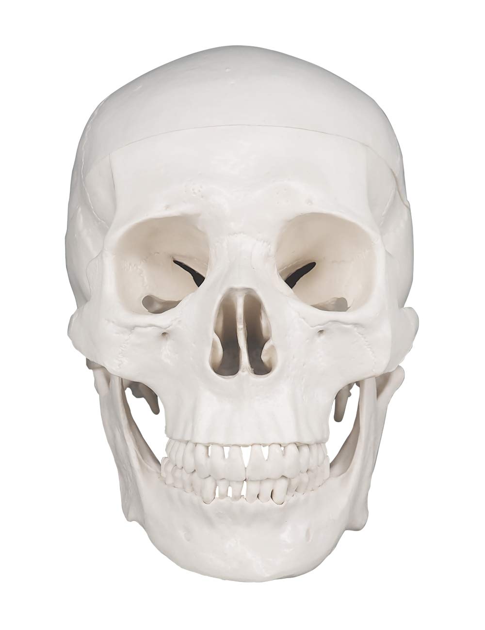 3-Piece Human Skull Anatomical Model