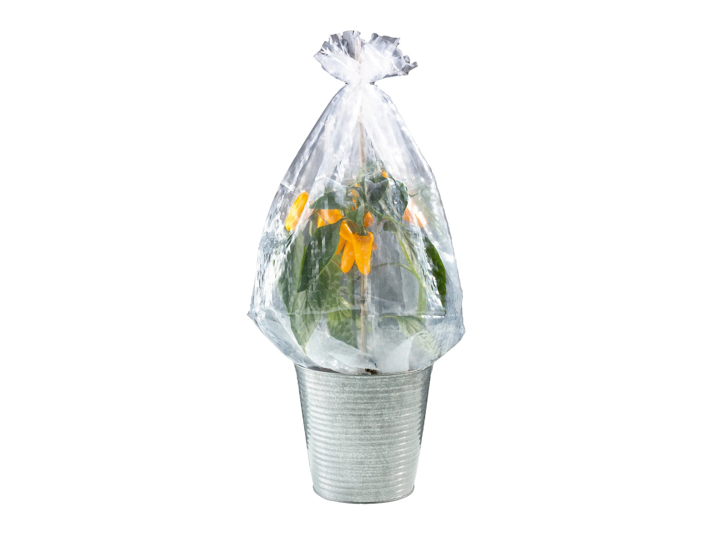 PARKSIDE Strauch Folienhaube 5-Pack UV-Stable Polyethylene for Shrubs