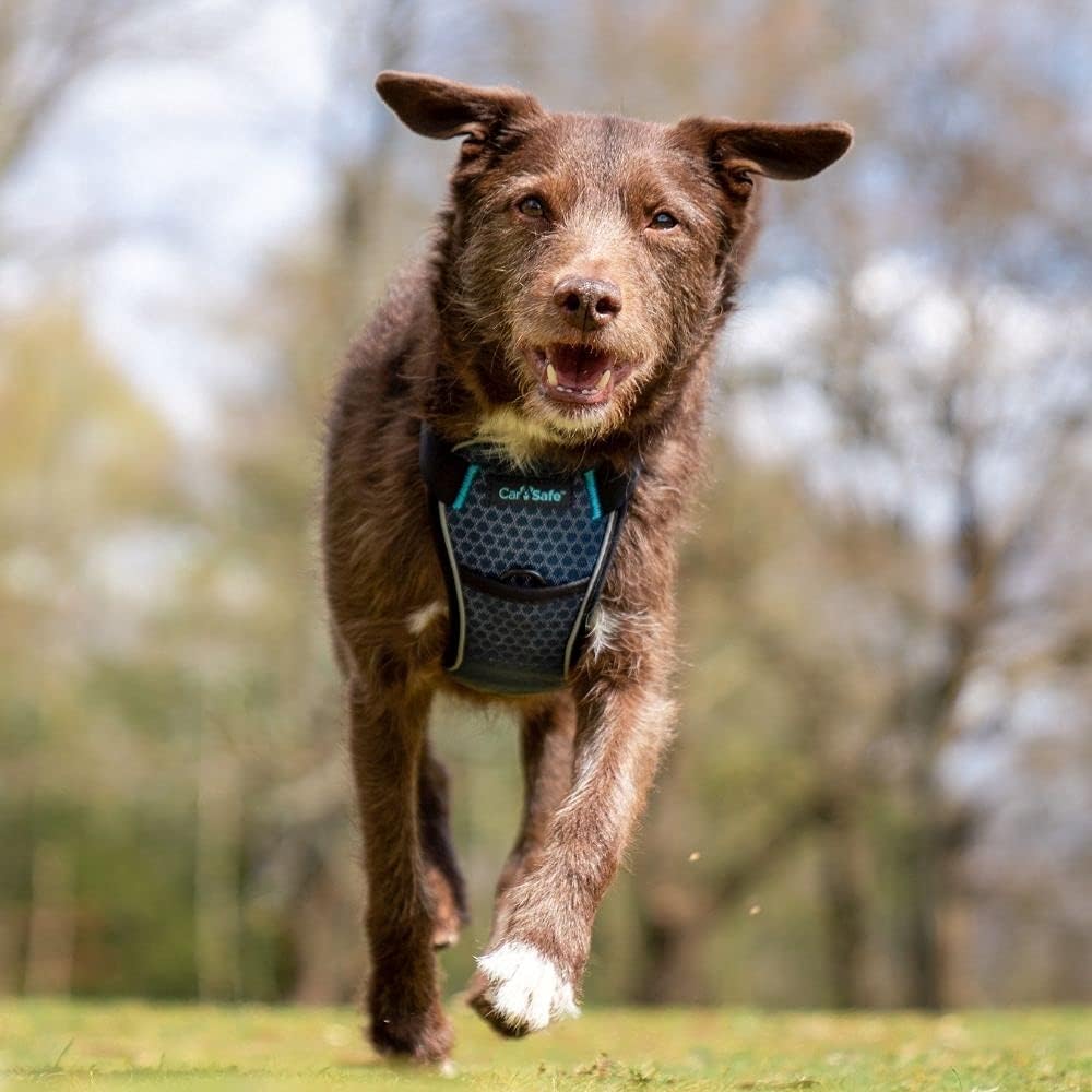 Crash Tested Dog Car Safety Harness: Reliable & Comfortable for Small Dogs