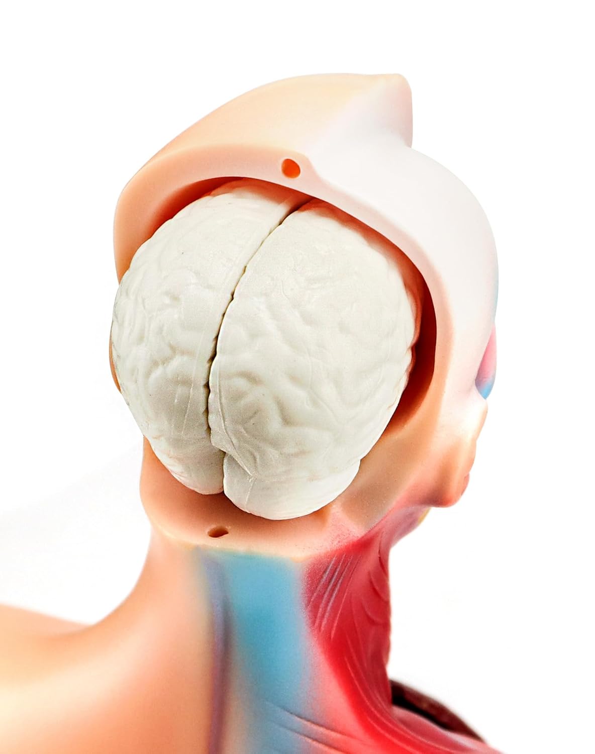 QWORK 15‑Piece Human Anatomy Model with Skull, Brain, Organs – 28 cm