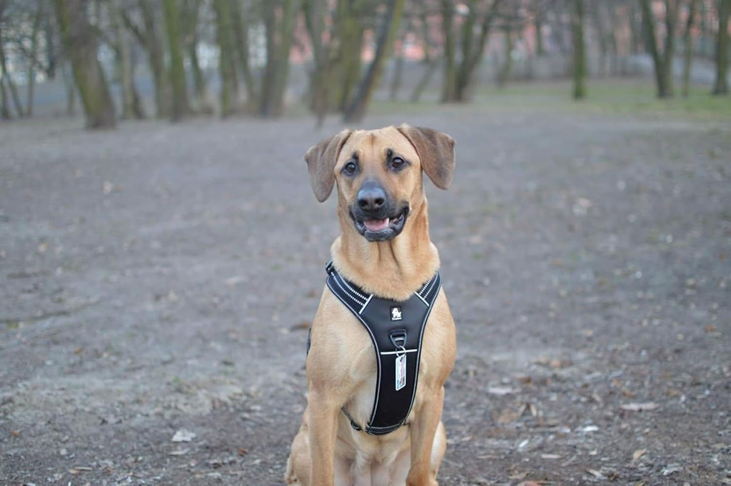 Truelove TLH5551 No Pull Dog Harness with Handle - Black