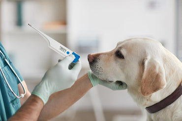 TFA Dostmann Waterproof Digital Veterinary Thermometer for Large Animals