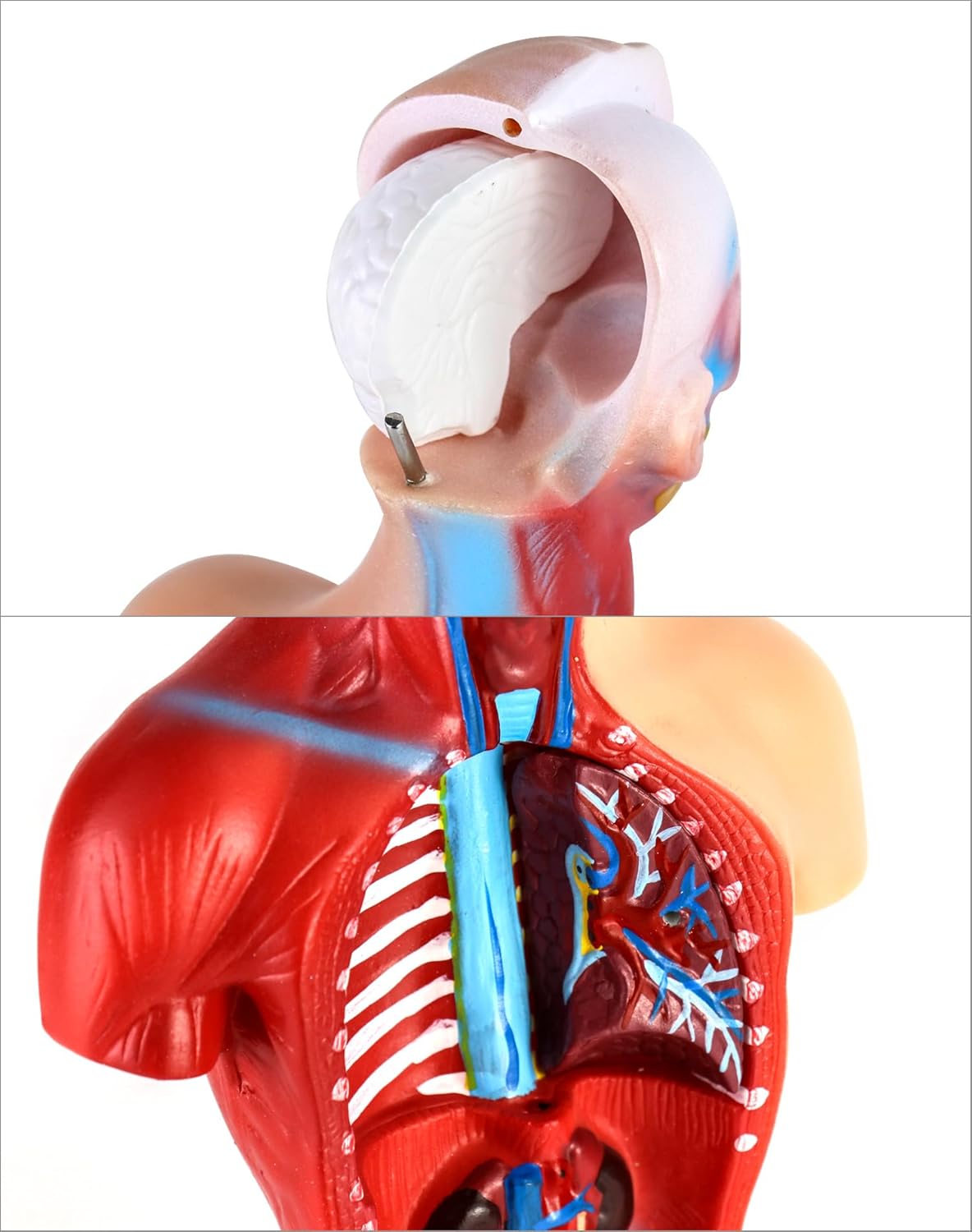 QWORK 15‑Piece Human Anatomy Model with Skull, Brain, Organs – 28 cm