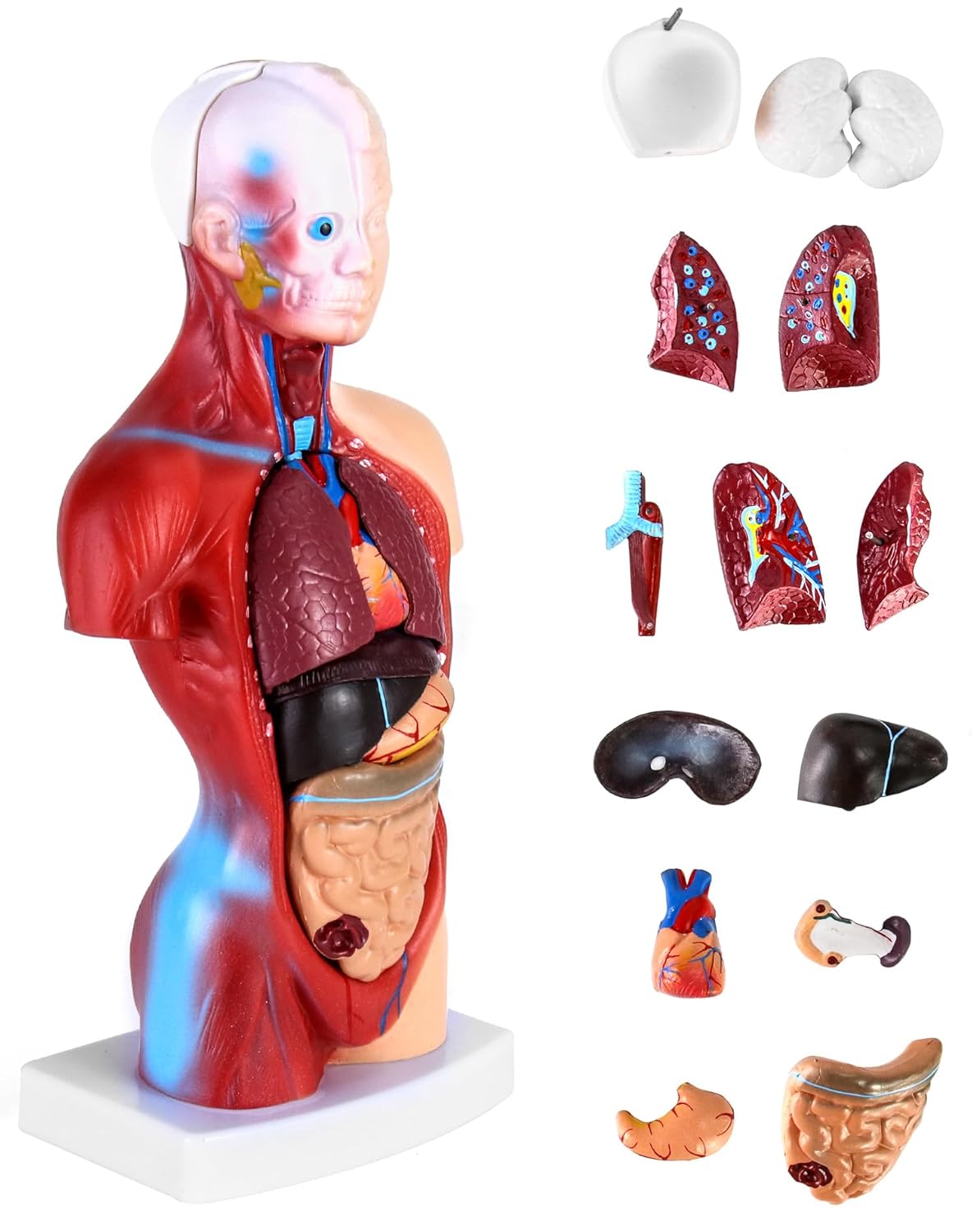 QWORK 15‑Piece Human Anatomy Model with Skull, Brain, Organs – 28 cm