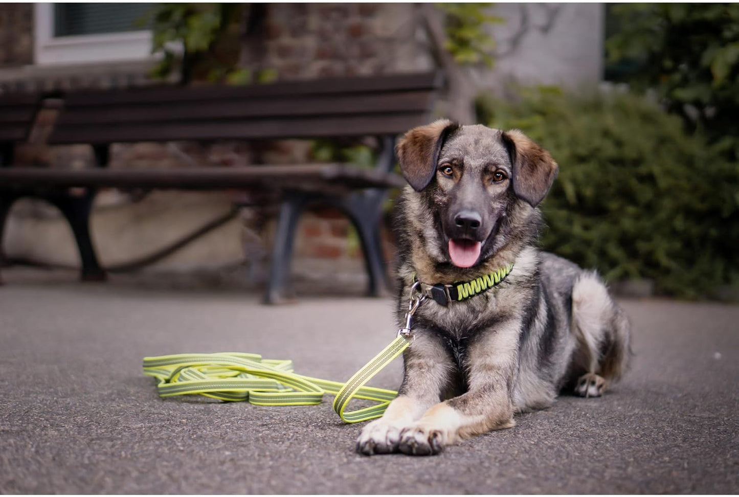Sprenger Yellow Paracord Dog Collar: Sturdy, Reflective, Water-Repellent, Durable