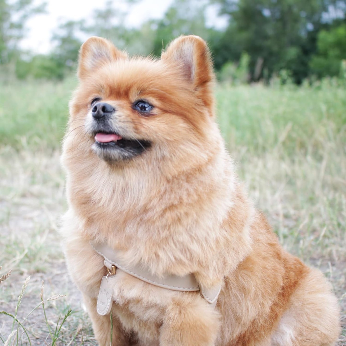 Muki & co Padded Dog Harness: Breathable, Comfortable, Secure, Ideal for Small Dogs
