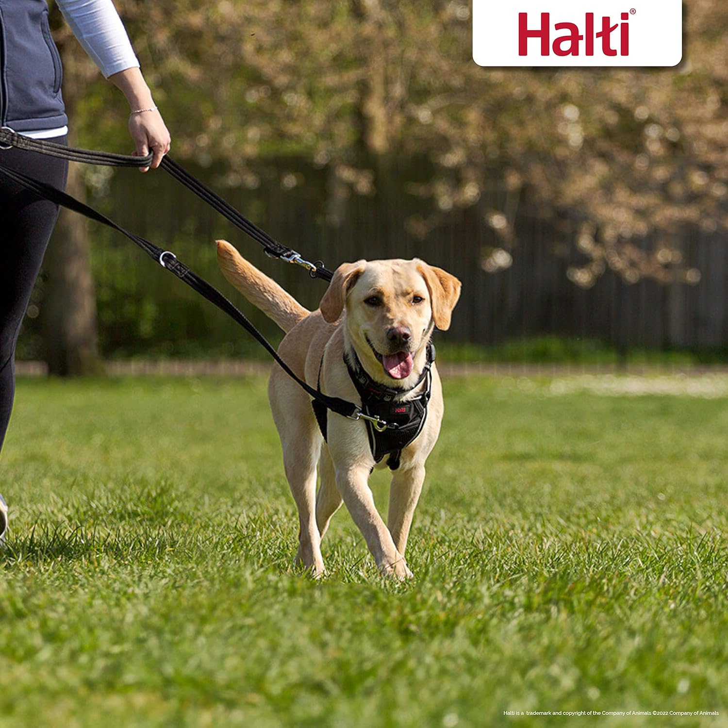 HALTI Multifunctional Dog Training Leash: Lightweight, Neoprene Padded, Puppy Safe