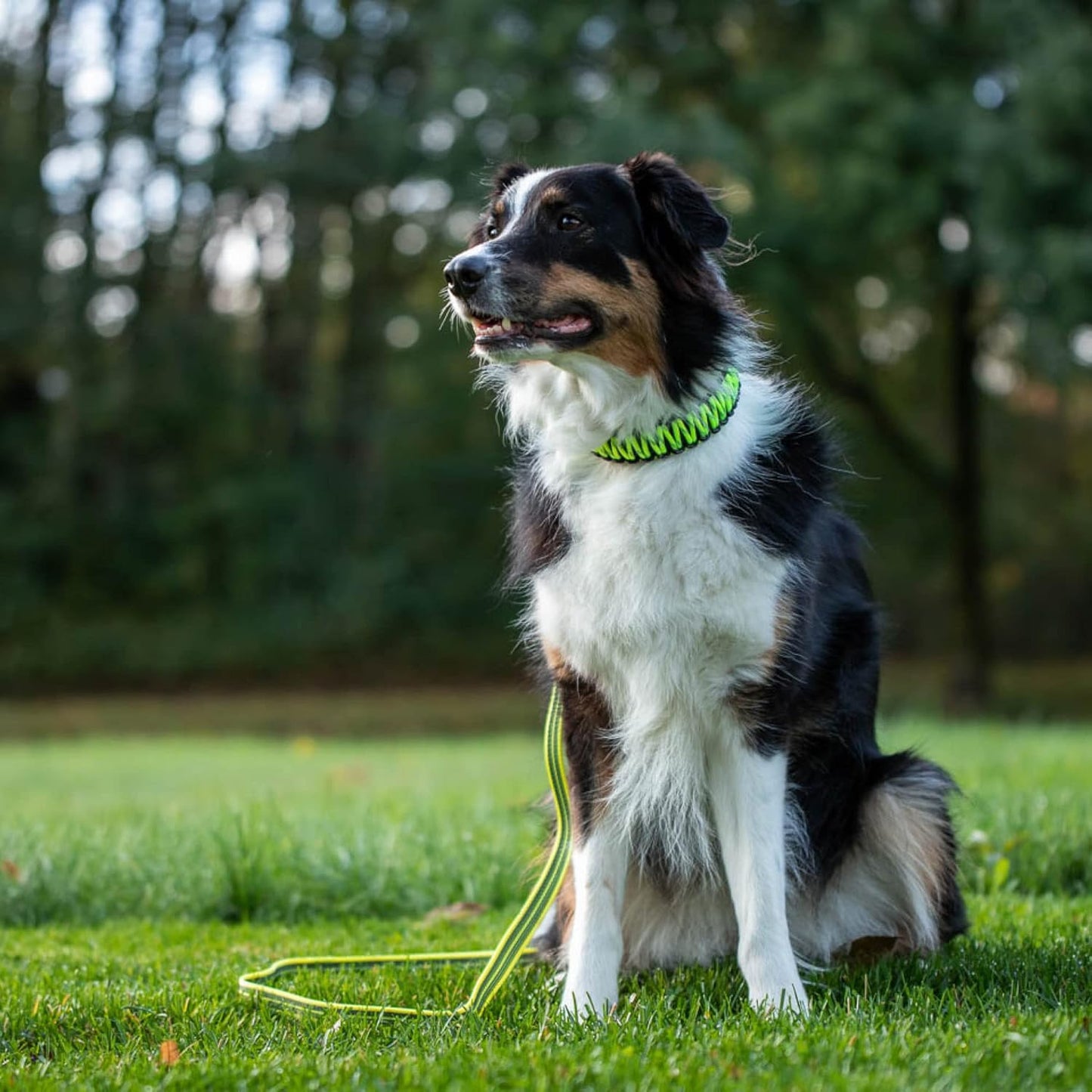 Sprenger Yellow Paracord Dog Collar: Sturdy, Reflective, Water-Repellent, Durable