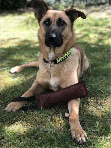 Sprenger Yellow Paracord Dog Collar: Sturdy, Reflective, Water-Repellent, Durable - Gomix Brands Outlet