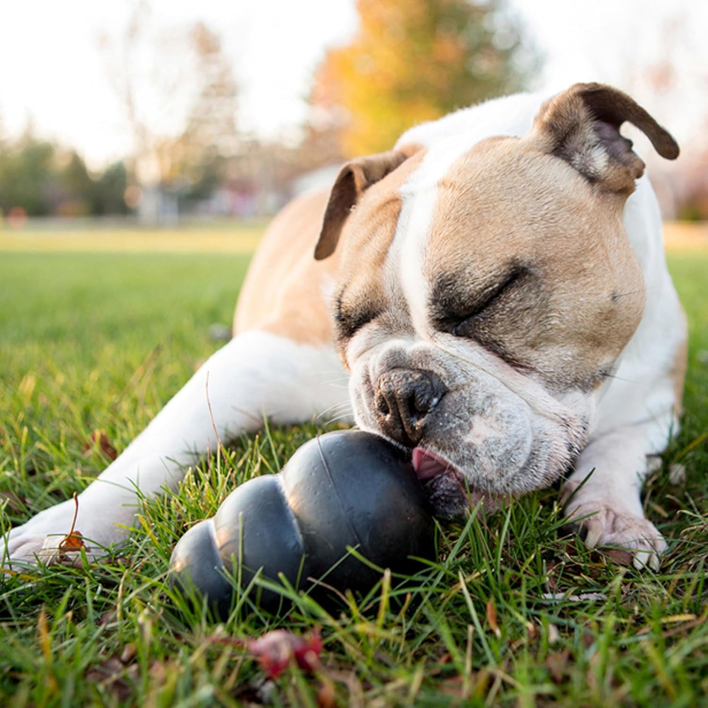 KONG Extreme Black Dog Toy - Durable Chew Toy for Power Chewers