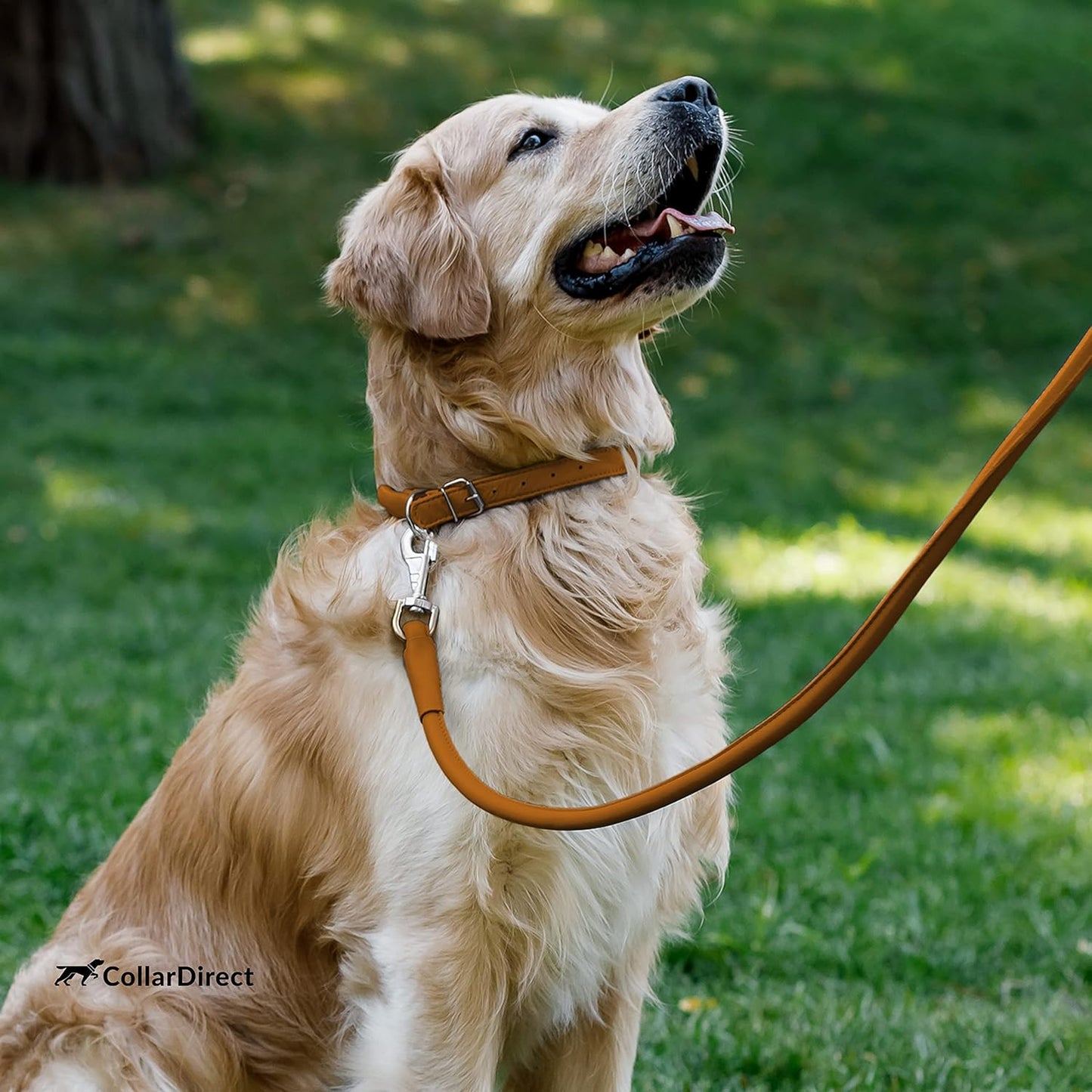 Durable Rolled Leather Dog Collar for Small, Medium, and Large Breeds