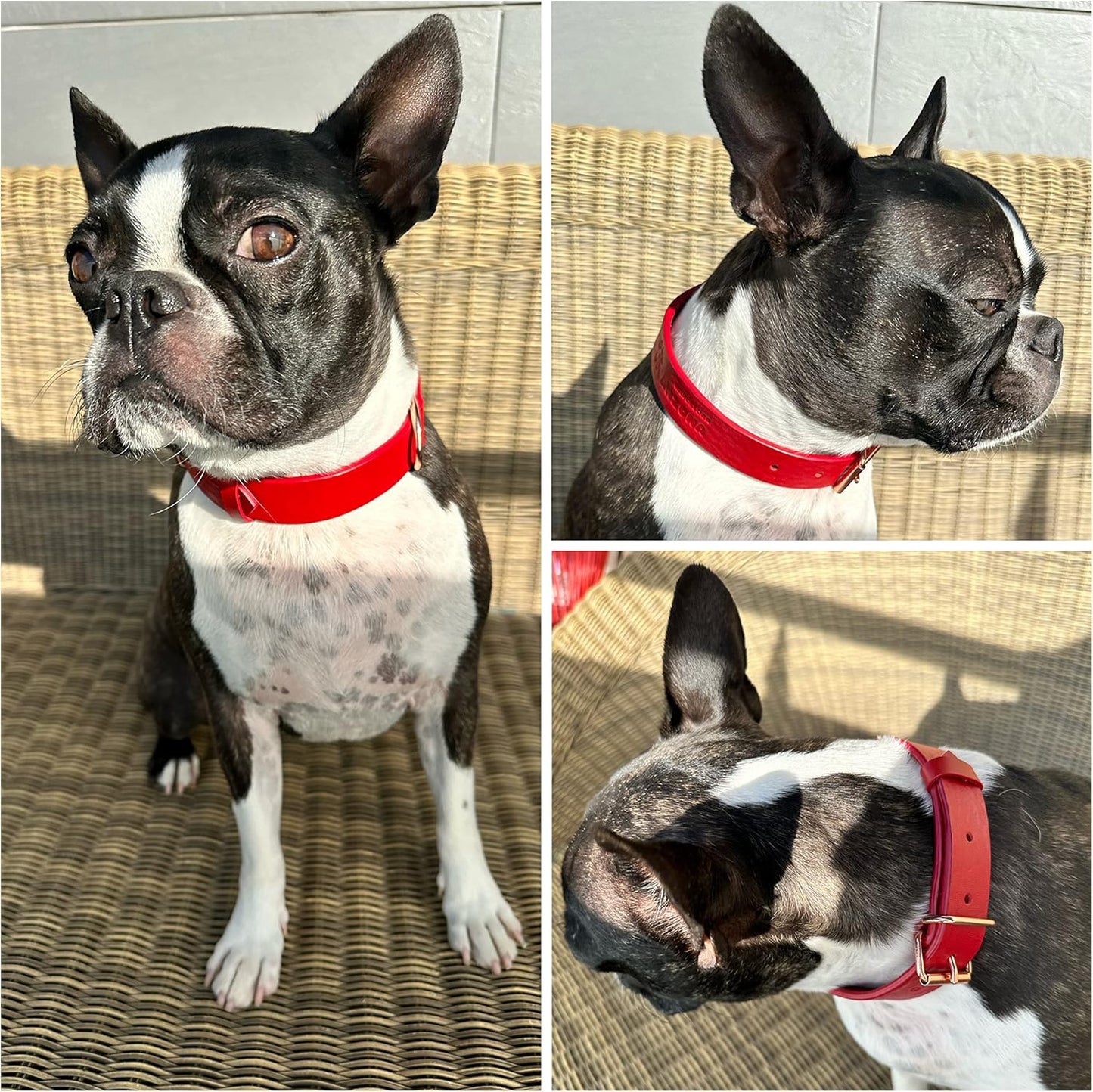 Premium Soft Leather Dog Collar for Small to Large Dogs