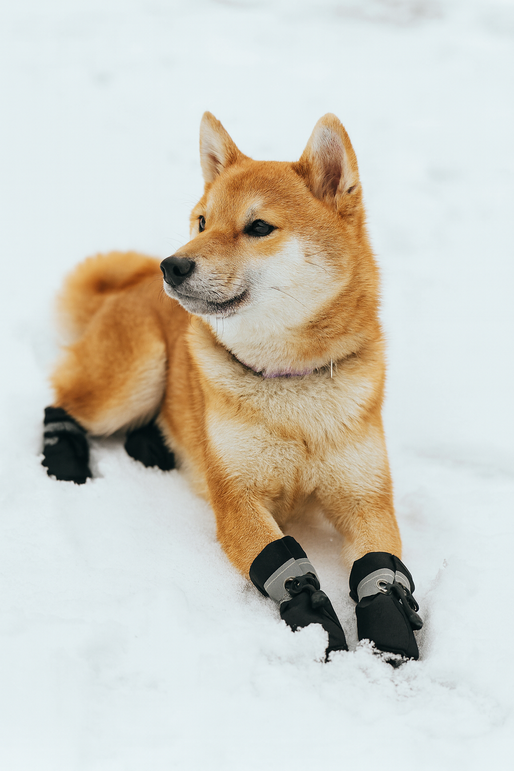 YAODHAOD Anti‑Slip Reflective Dog Boots for Small Dogs