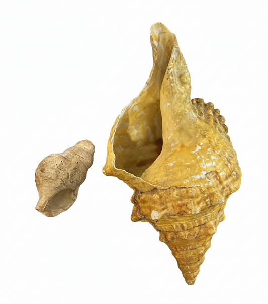 Handcrafted Large Decorative Seashell - Unique Ocean-Inspired Home Decor