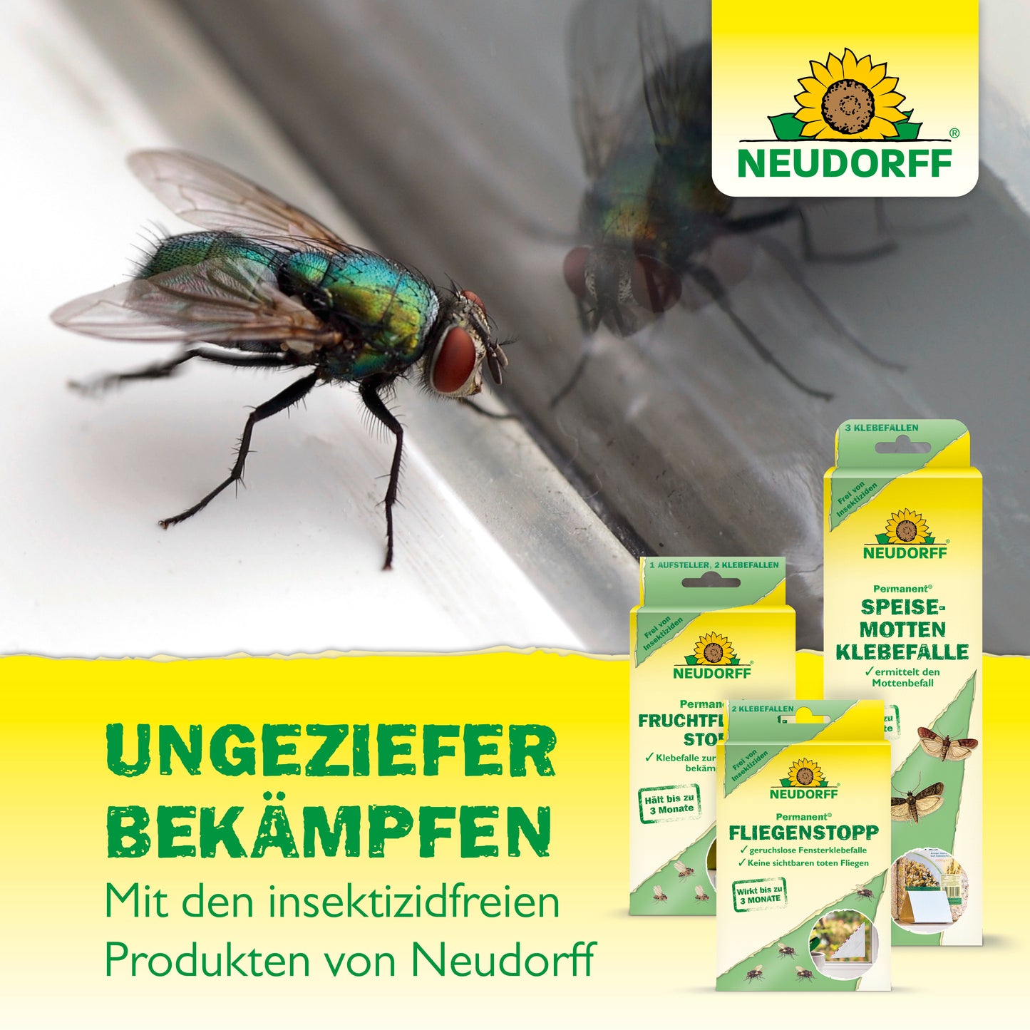 Neudorff Permanent Non-Toxic Insect Glue Trap for Silverfish, Cockroaches, Crickets, Woodlice