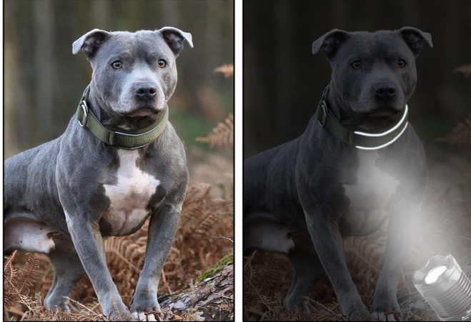 HeyDoggy! Soft Padded Reflective Dog Collar, Comfortable for Small to Large Dogs