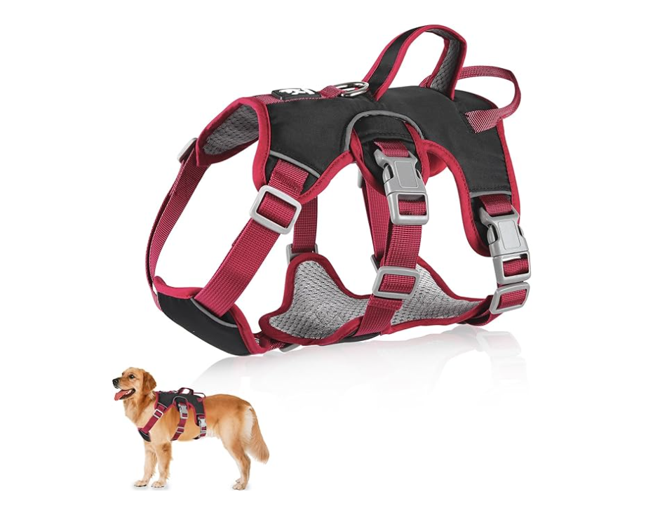 Dog harness and leash set on a white background