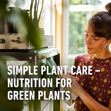 Compo Green Plants Palm Fertilizer 30 Sticks with Guano