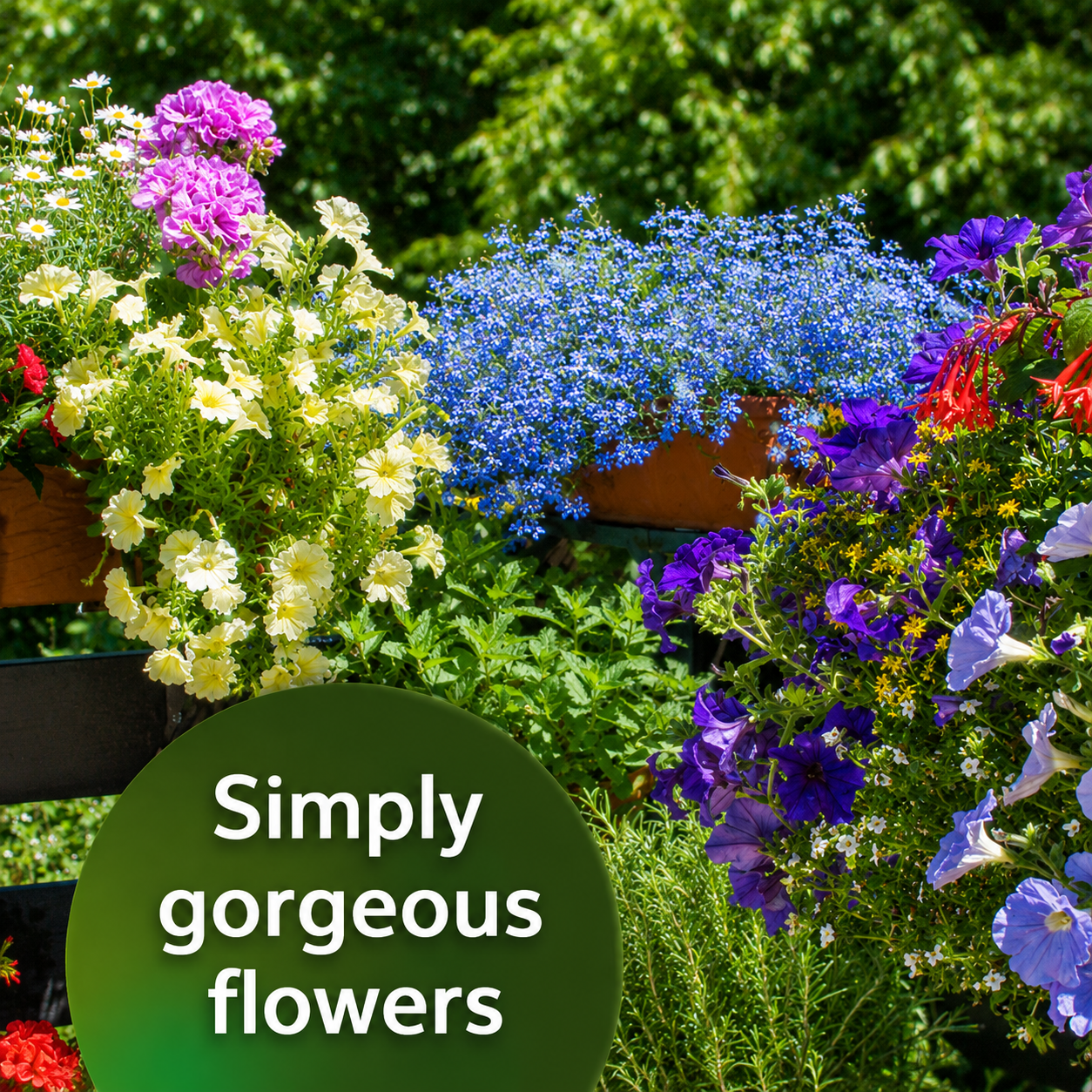 Substral Fertilizer Sticks for Flowering Plants