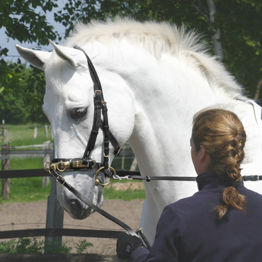 BUSSE Professional Adjustable Leather Cavesson Bridle for Lunging & Training