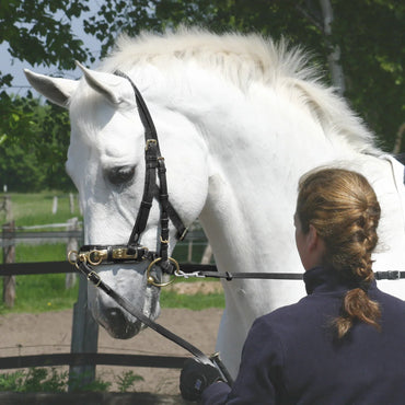 BUSSE Professional Adjustable Leather Cavesson Bridle for Lunging & Training - Gomix Brands Outlet