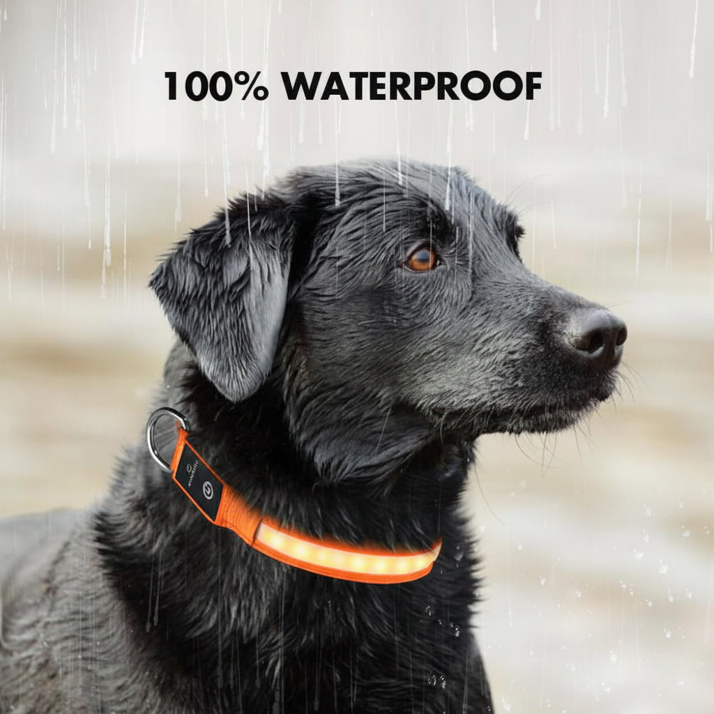 https://cdn.shopify.com/s/files/1/0686/7766/5056/files/masbrill-rechargeable-waterproof-light-up-dog-collar-5147210.jpg?v=1752059668