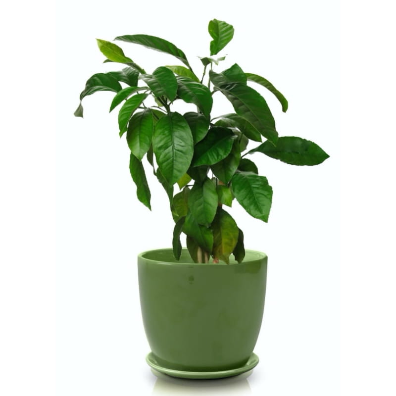 Elegant Polnix Amsterdam 5.1-inch Ceramic Pot with Saucer - Dark Green