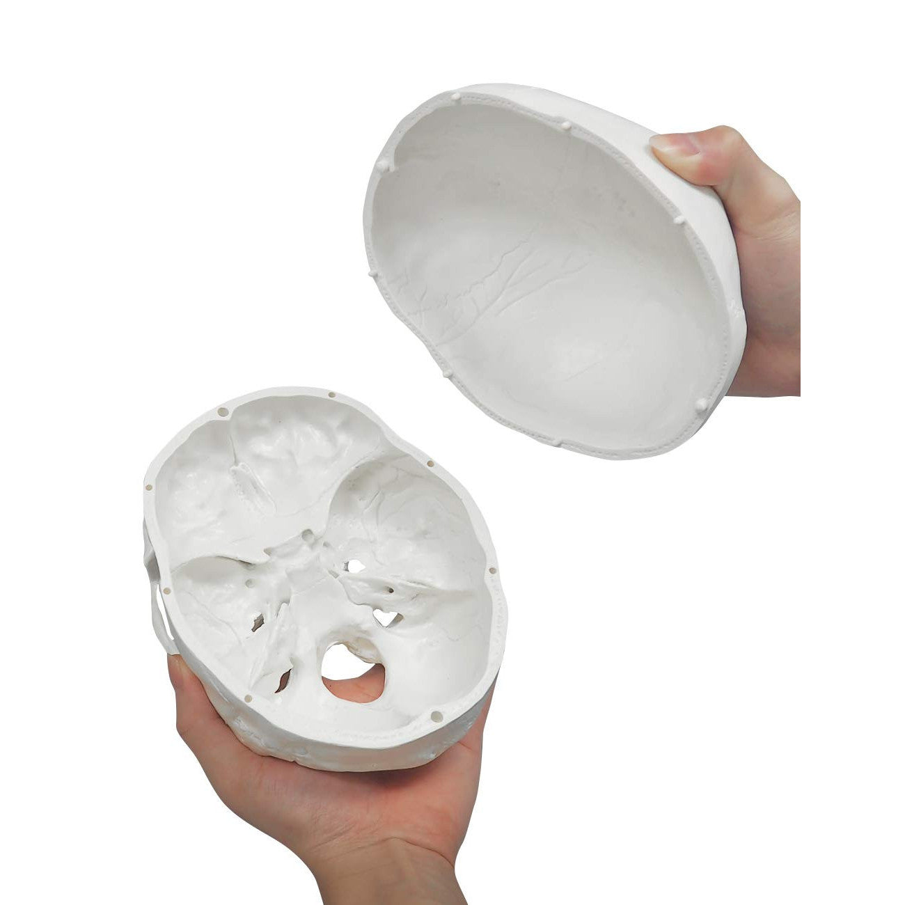 3-Piece Human Skull Anatomical Model