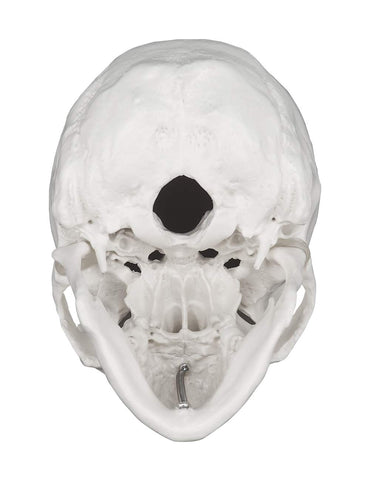 3-Piece Human Skull Anatomical Model