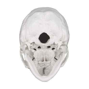 3-Piece Human Skull Anatomical Model