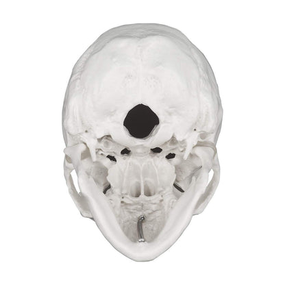 3-Piece Human Skull Anatomical Model