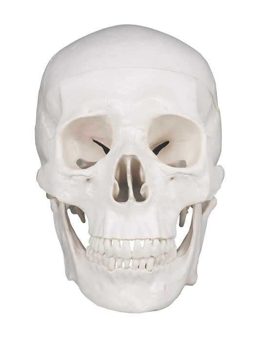 3-Piece Human Skull Anatomical Model