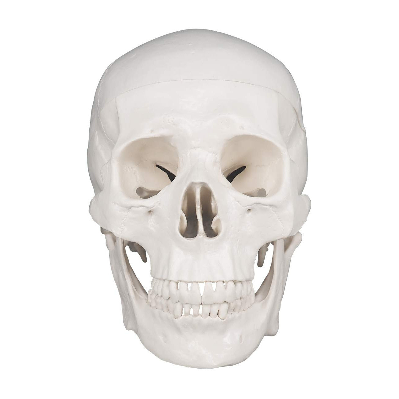 3-Piece Human Skull Anatomical Model