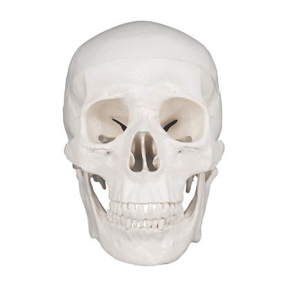 3-Piece Human Skull Anatomical Model