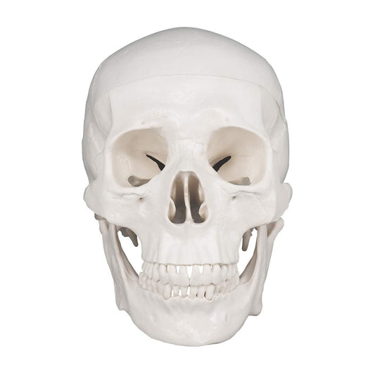 3-Piece Human Skull Anatomical Model