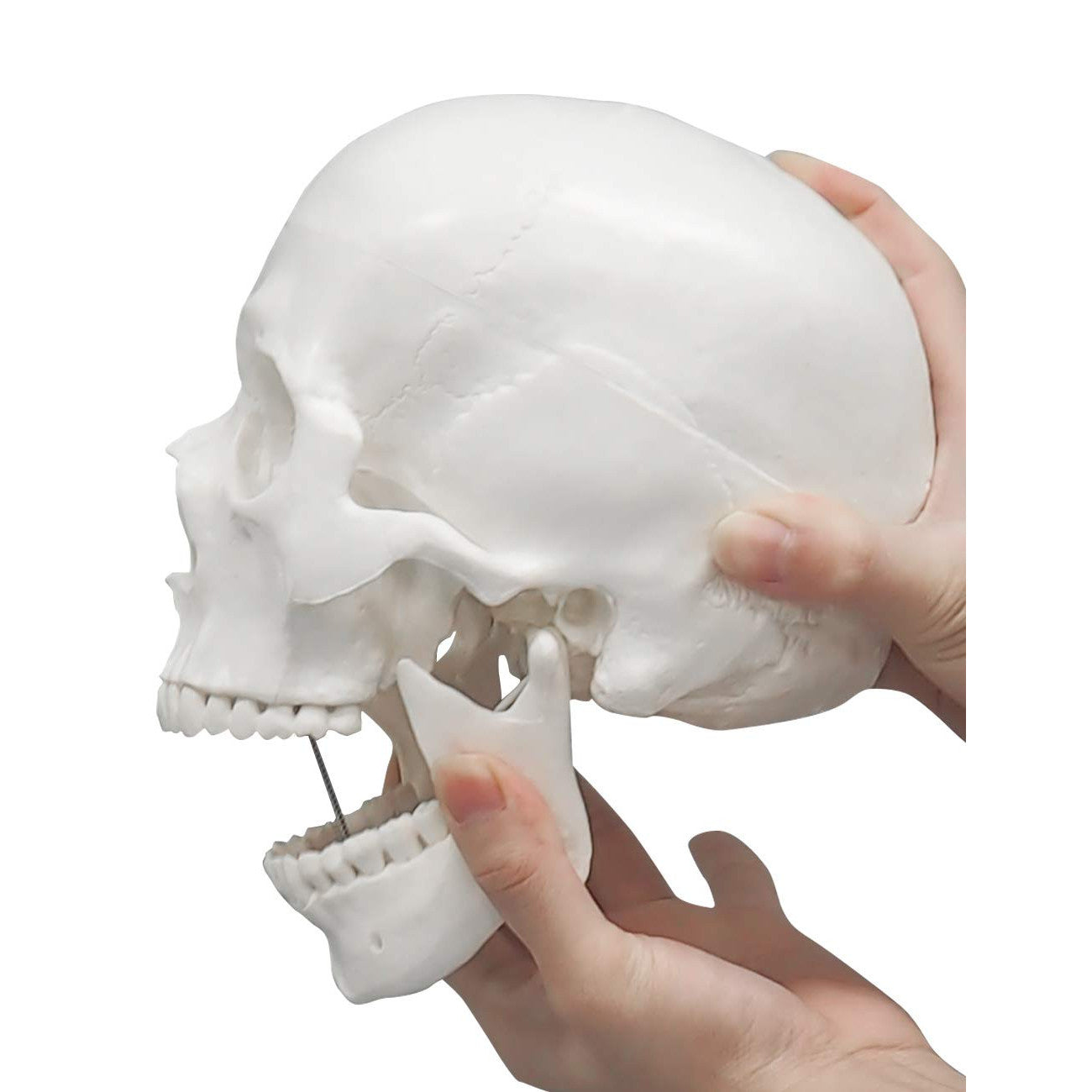 3-Piece Human Skull Anatomical Model