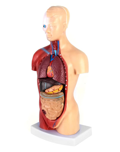 QWORK 15‑Piece Human Anatomy Model with Skull, Brain, Organs – 28 cm