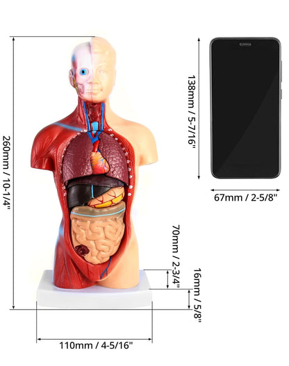 QWORK 15‑Piece Human Anatomy Model with Skull, Brain, Organs – 28 cm