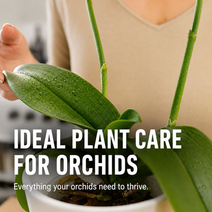 Compo Orchid Fertilizer Sticks 20-Pack Long-Lasting Mineral Nutrient