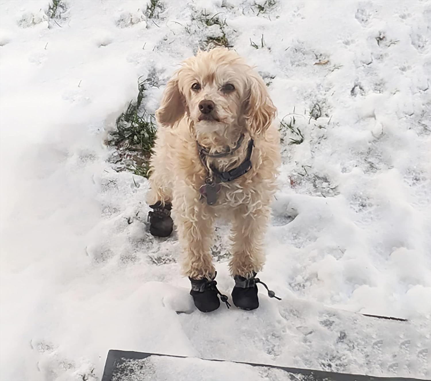 YAODHAOD Anti‑Slip Reflective Dog Boots for Small Dogs
