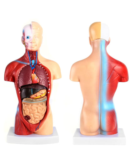 QWORK 15‑Piece Human Anatomy Model with Skull, Brain, Organs – 28 cm