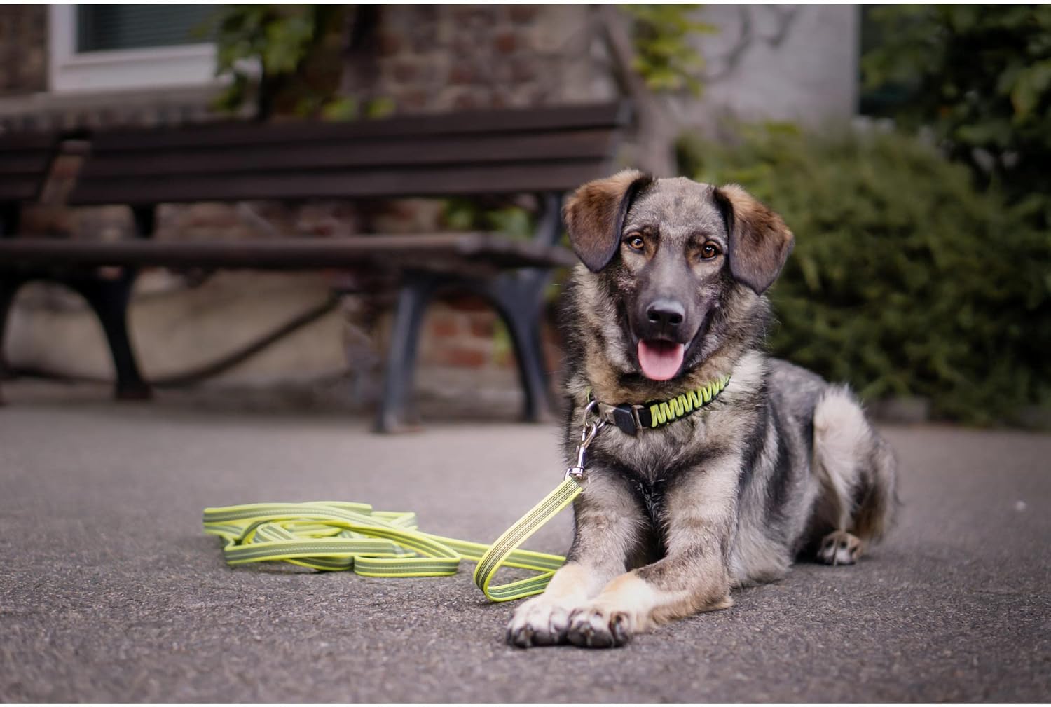 Sprenger Yellow Paracord Dog Collar: Sturdy, Reflective, Water-Repellent, Durable