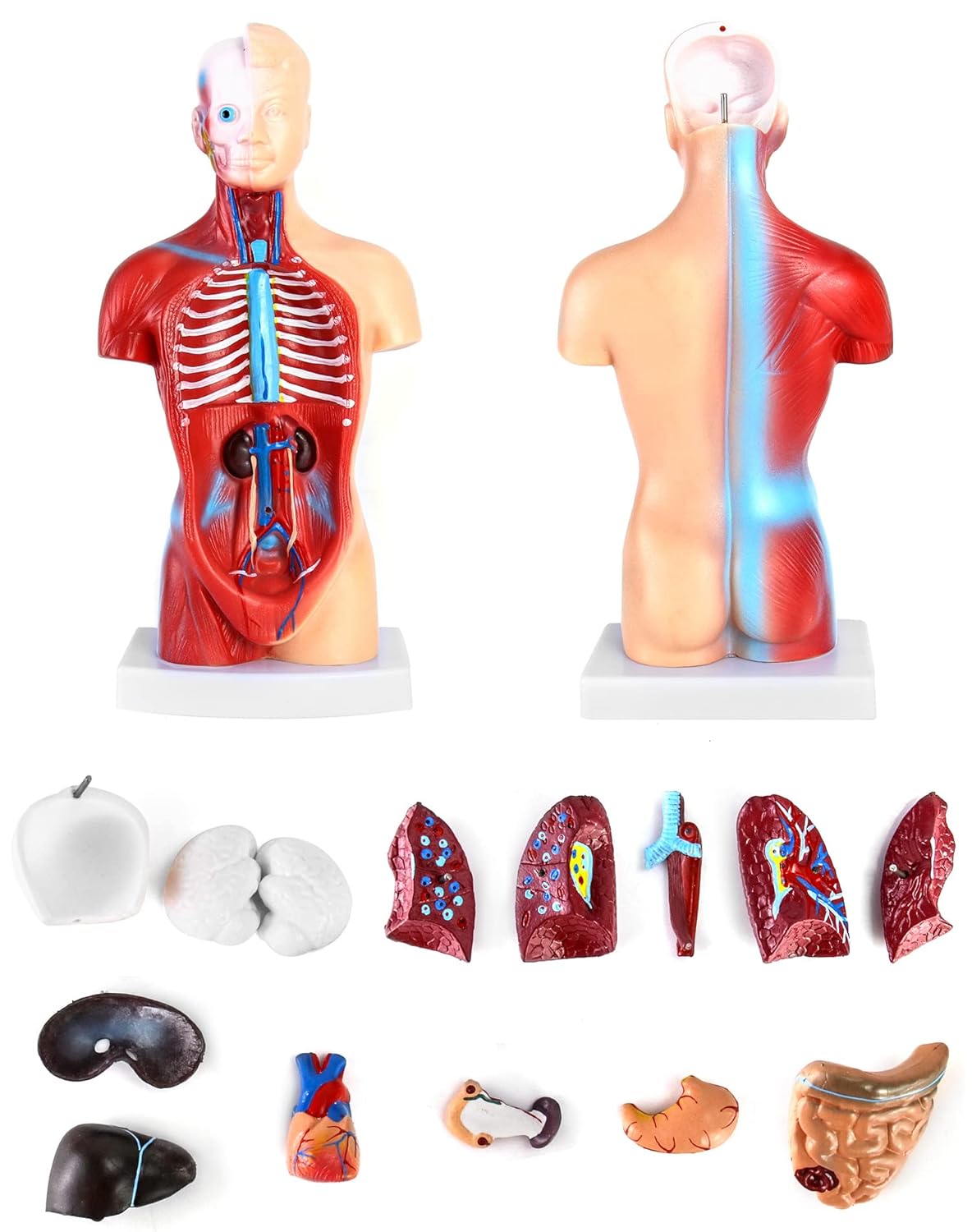 QWORK 15‑Piece Human Anatomy Model with Skull, Brain, Organs – 28 cm