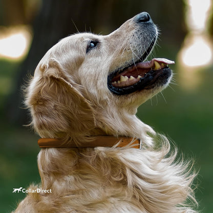 Durable Rolled Leather Dog Collar for Small, Medium, and Large Breeds