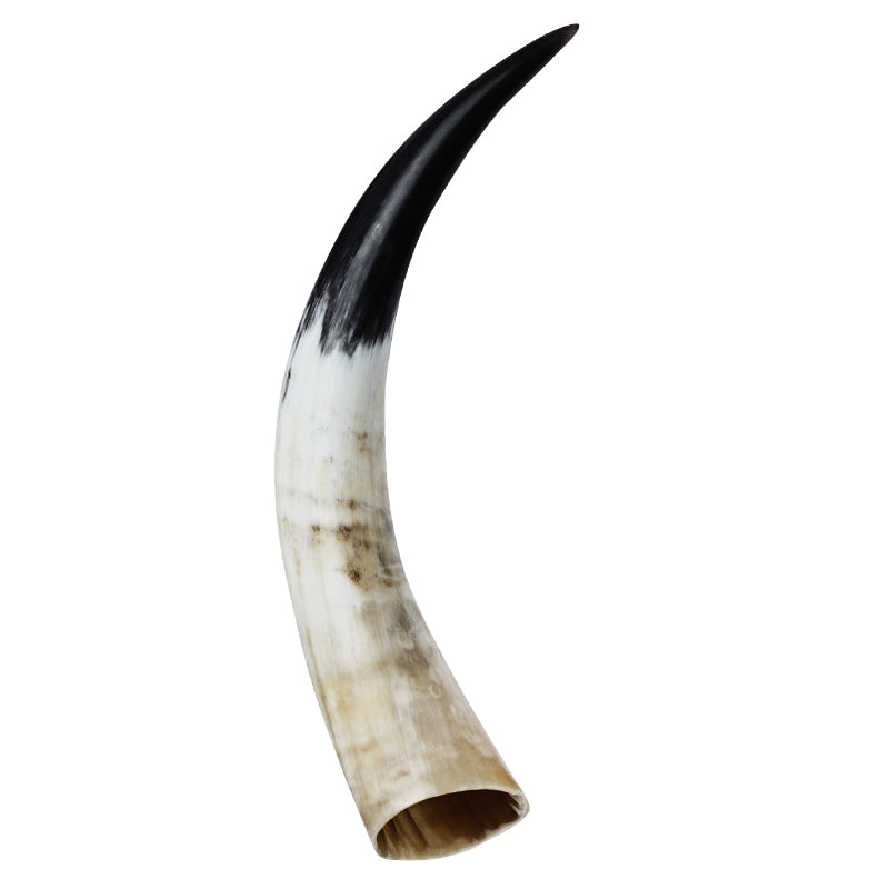 Authentic Polished Natural Horn 40-45cm - Unique Decorative Crafts